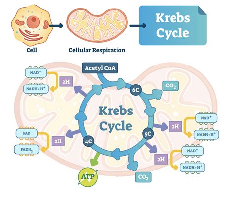 How Mitochondria Function Affects Skin and Promotes Anti Aging - Dr. Michelle Jeffries