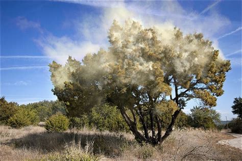 Cedar Fever: Why its Late and What to Do Now That its Here | KUT Radio, Austin's NPR Station