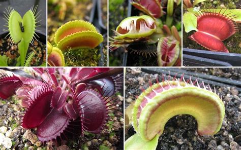 The Venus Flytrap: A Complete Care Guide