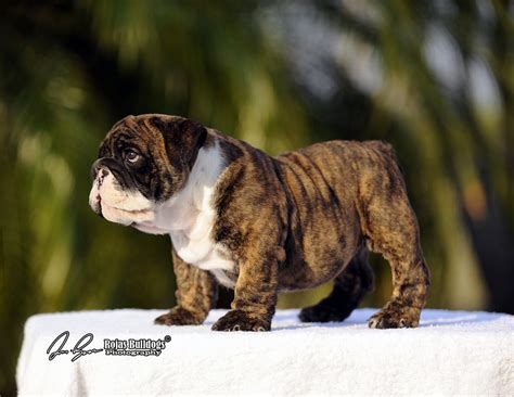 english bulldog puppy. brindle | Brindle english bulldog, Bulldog ...