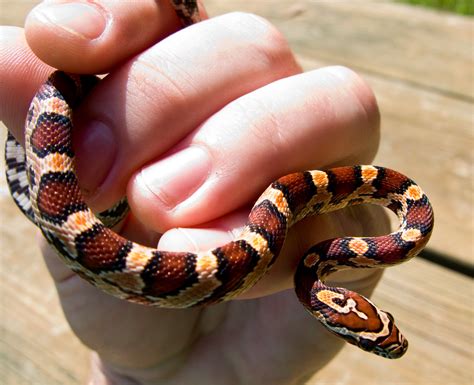 2010 Abbotts Okeetee Corn Snake | One of the babies I'm rais… | Flickr