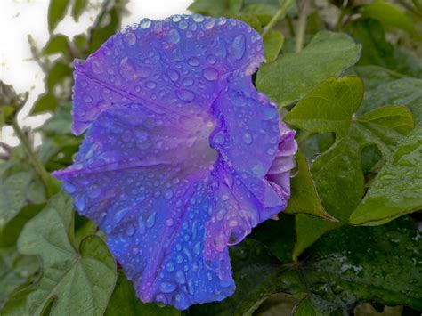 Trumpet,flower,blue,purple,rain - free image from needpix.com