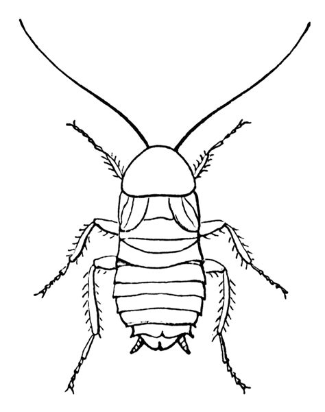 Cockroach Clipart Etc Cockroach Clipart Black And White Cockroach Black | My XXX Hot Girl