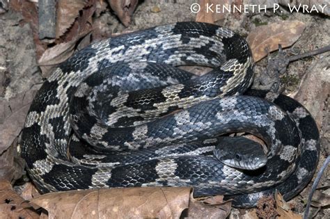 Elaphe obsoleta obsoleta X spiloides (Black Ratsnake X Gray Ratsnake ...