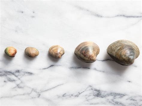 A Guide to Clam Types and What to Do With Them