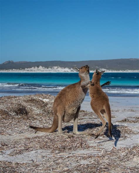 Guide To Seeing The Lucky Bay Kangaroos | Suzy Stories