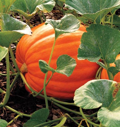 Big Max Pumpkin Seeds – West Coast Seeds