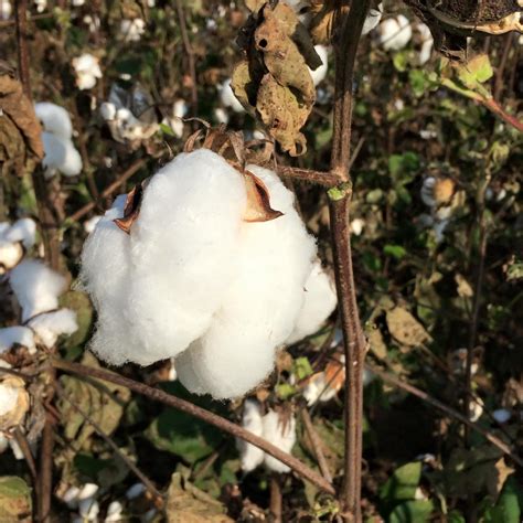 Gossypium hirsutum (Mexican Cotton, Upland Cotton) | North Carolina ...