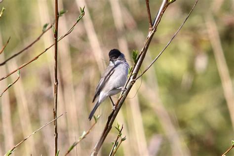 Blackcap