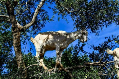 Tree climbing goats 23274193 Stock Photo at Vecteezy