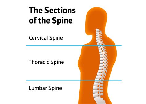 Exercises for Osteoporosis of the Spine