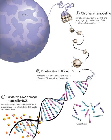 Frontiers | DNA Damage, Repair, and Cancer Metabolism