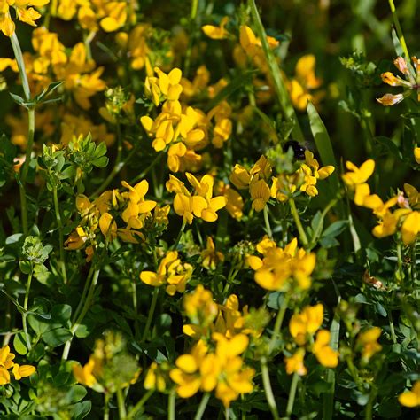 Birdsfoot Trefoil Legume Seed