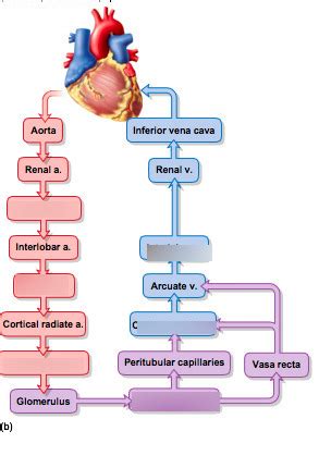 Renal blood flow Diagram | Quizlet