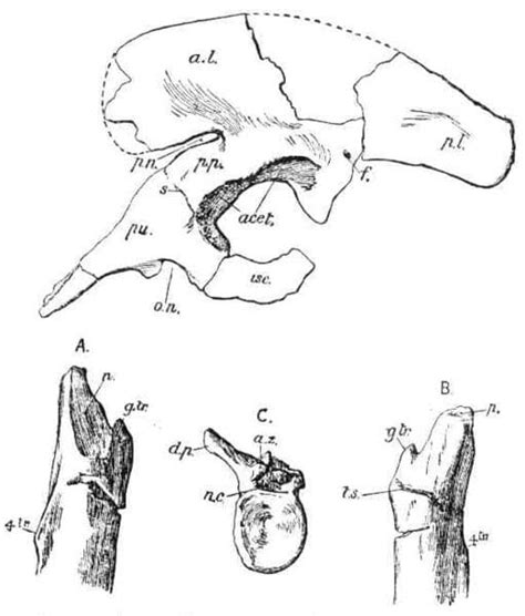 Sarcosaurus | The Flesh Loving Lizard of the Early Jurassic