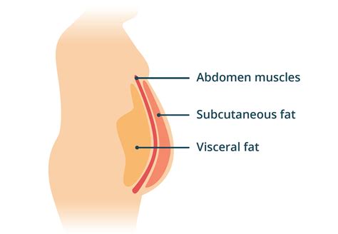 How to reduce visceral body fat (hidden fat) | healthdirect