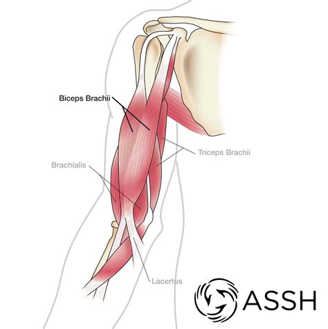 Download Front Arm Muscle Diagram Pics | altravoceilblog