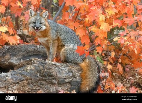 Only tree climbing fox in north america hi-res stock photography and ...