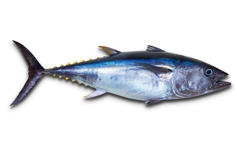 Yellowfin Tuna - Facts and Beyond | Biology Dictionary