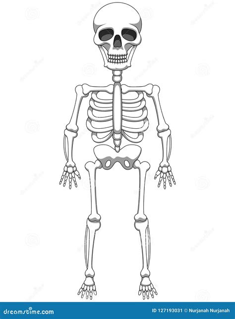 Cartoon Skeleton Mascot or Halloween Character Isolated Stock Vector - Illustration of medical ...