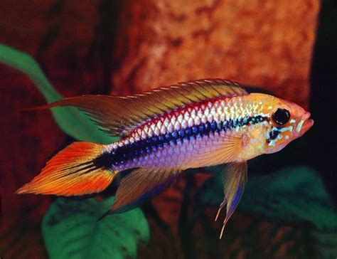 Dwarf Double Scarlet Red Agassizi Cichlid | Arizona Aquatic Gardens