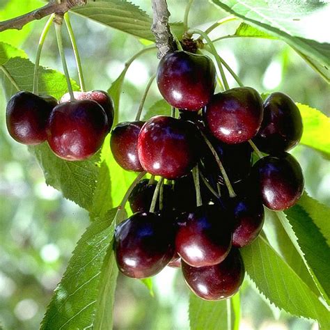 Black Tartarian Cherry Tree | Gurney's Seed & Nursery Co.