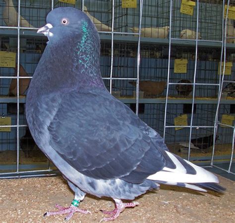 Birmingham Roller Pigeon Pictures ~ ENCYCLOPEDIA OF PIGEON BREEDS