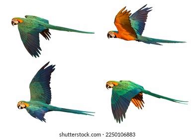 Set Great Green Macaw Flying Isolated Stock Photo 2302355821 | Shutterstock