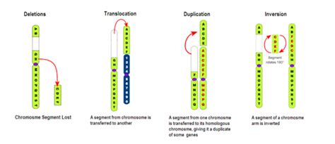 What are four types of chromosomal mutations? | Socratic