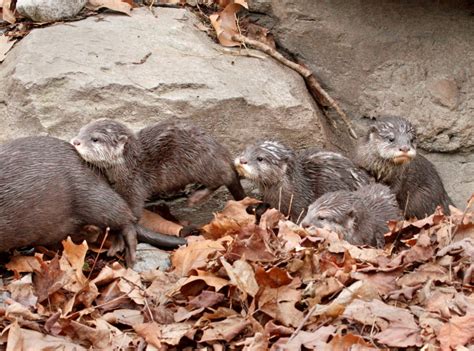 Otter pups make debut at Woodland Park Zoo – My Ballard