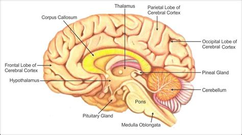 Easy Brain Diagram