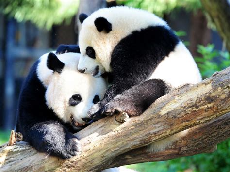 Pandas Hugging