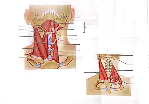 Diagram 13.5 - Neck & Throat Muscles Diagram | Quizlet