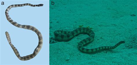 Sea snakes (Elapidae, Hydrophiinae) in their westernmost extent: an updated and illustrated ...