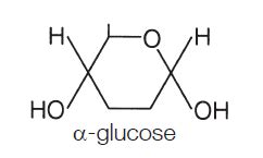 Carbohydrate Digestion | The A Level Biologist - Your Hub