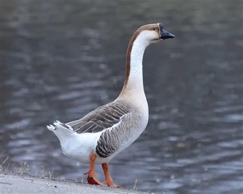 Swan Goose - Facts, Diet, Habitat & Pictures on Animalia.bio