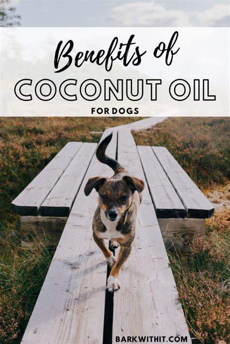 Coconut Oil Benefits- Top 5 Reasons to feed it to Dogs - Bark With It