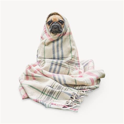 Pug wrapped in blanket | Free Photo - rawpixel