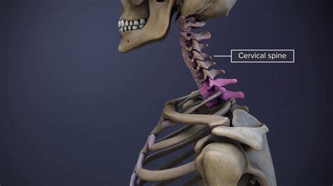 Spinal Motion Segment: C7-T1 (Cervicothoracic Junction) Animation | Spine-health