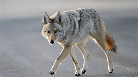 Coyote Sightings on the Rise in South Florida: What You Need to Know ...