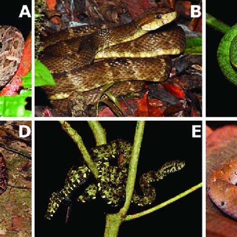 Some Micrurus species involved in biting humans in the Brazilian... | Download Scientific Diagram