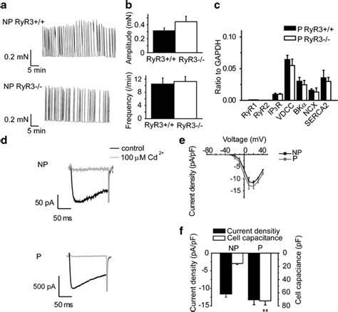 RyR3−/− mice exhibited normal myometrial contractions and ion channel ...