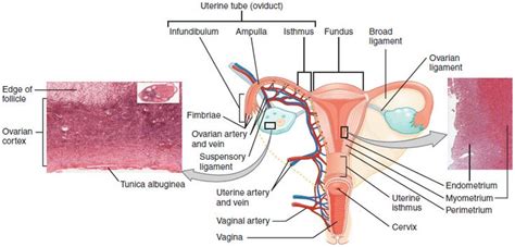 Anatomy and Physiology of the Female Reproductive System - Anatomy and ...