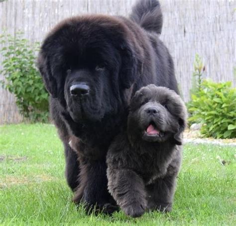 51 HQ Images Newfoundland Puppies For Sale In Ny / Newfoundland Puppies for Sale | Nampa Newfies ...