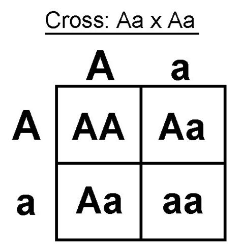 How does probability relate to the punnett square and the offspring? | Socratic