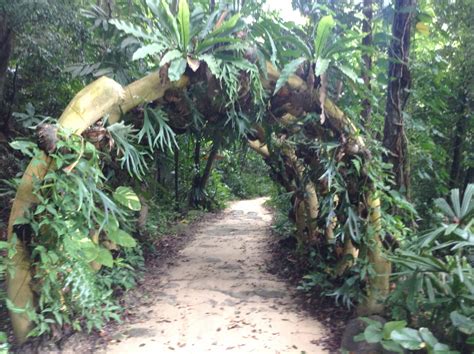 The City Rainforests of Singapore - Janine's Journeys