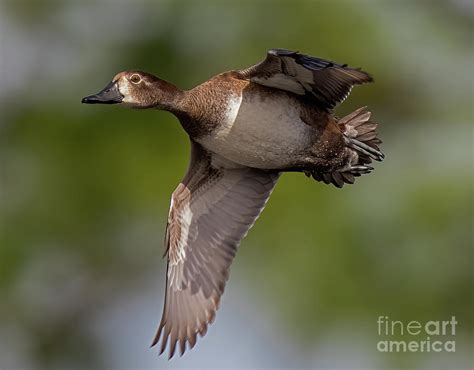 Ringed Neck Duck Female In Fkight Photograph by Dale Erickson