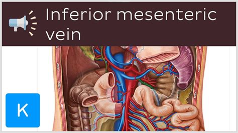 Inferior mesenteric vein | Anatomical Terms Pronunciation by Kenhub - YouTube