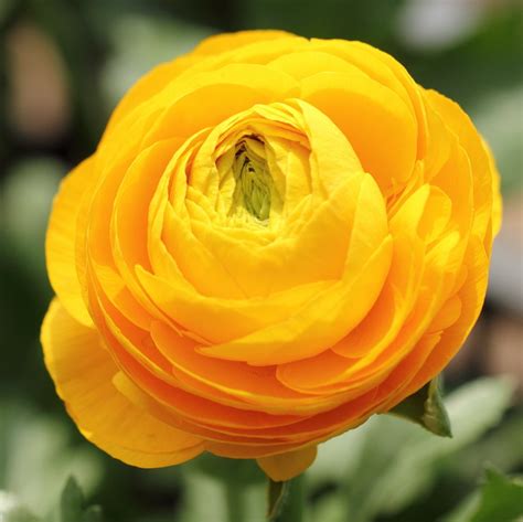 100 PCS Seeds Mixed Color Ranunculus Asiaticus Flower – GreenSeedGarden