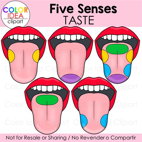 Five Senses - Taste | Made By Teachers